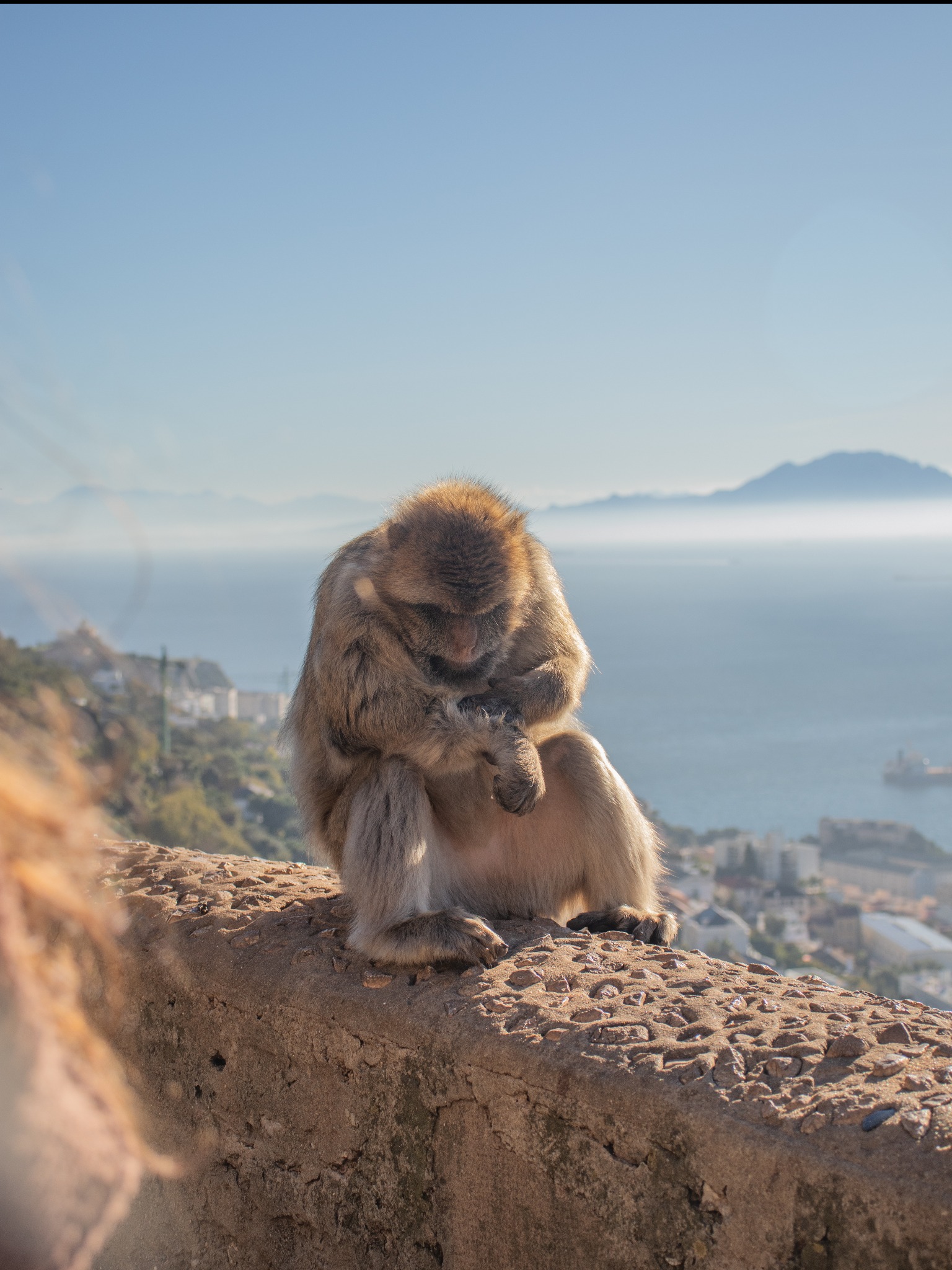 Makak berberyjski w Przemyślu siedzi na murku z widokiem na morze i góry. Zwierzę w naturalnym środowisku, uchwycone w słoneczny dzień, z bliska.