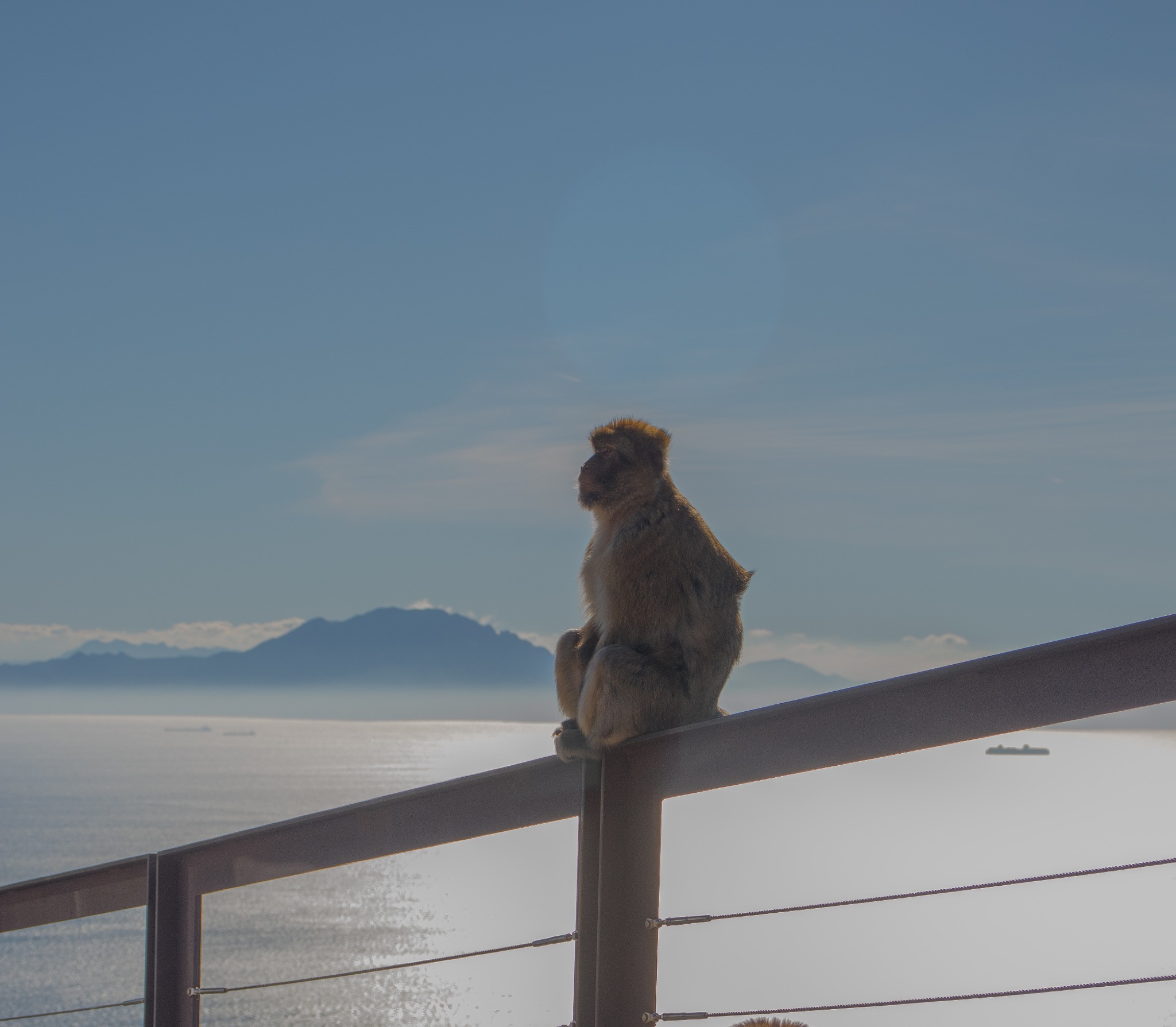 Siedząca małpa berberyjska na barierce, z widokiem na morze i odległe góry w lekkiej mgle. Jasne, rozproszone światło.