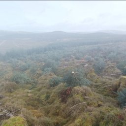 EkoCięcie - Mglisty krajobraz po wycince drzew iglastych. Widoczne pnie, ścięte drzewa i młode sadzonki. W tle zalesione wzgórza spowite mgłą.