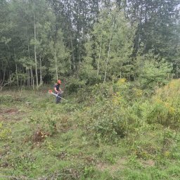 Wycinka drzew Poręba 4