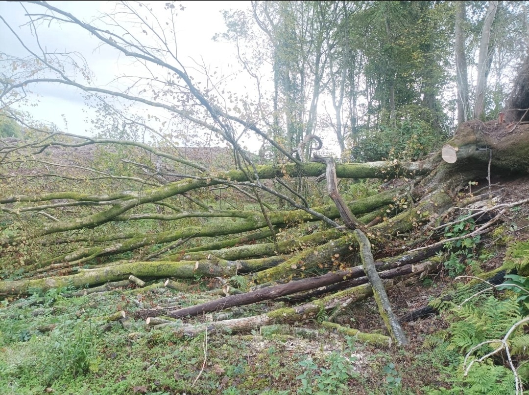 Ścięte, leżące pnie drzew pokryte mchem na zalesionym zboczu. Widoczne ślady cięcia. Tło stanowią drzewa i pochmurne niebo.