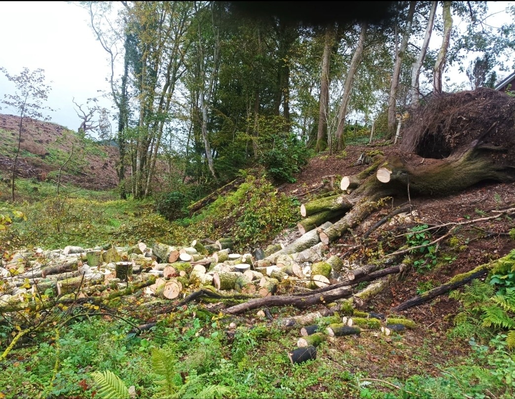 Ścięte pnie drzew i stosy pociętego drewna w zaroślach, po wycince. Powalone drzewo z korzeniami w tle. Widok na zbocze porośnięte zielenią i drzewami.