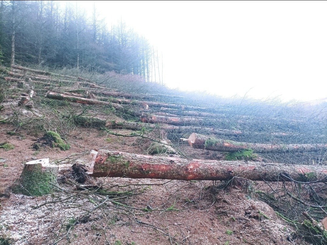 Ścięte pnie drzew na zalesionym zboczu, widoczne pozostałości po wycince, gałęzie i pniaki. Mglista atmosfera, drzewa w tle. Krajobraz po wycince drzew.