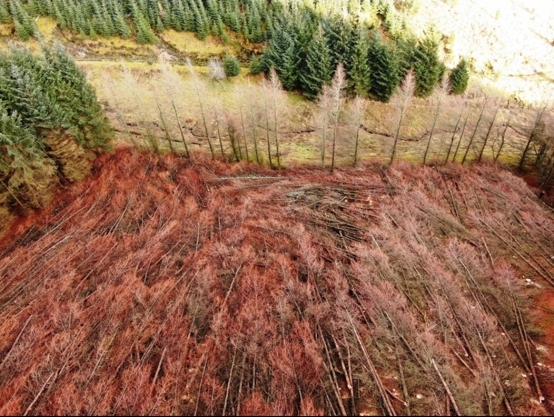 Widok z góry na obszar po wycince drzew. Ścięte pnie i gałęzie w kolorze rdzawym kontrastują z zielenią lasu w tle. Ujęcie z drona ukazuje skalę prac.