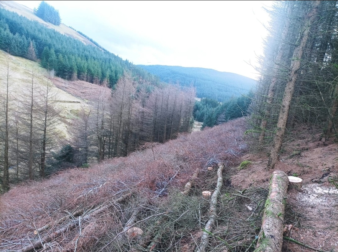 Ścięte drzewa na zboczu wzgórza, widoczne pnie i gałęzie po wycince. W tle las i góry, pochmurne niebo. Widok z góry na obszar po wycince drzew.