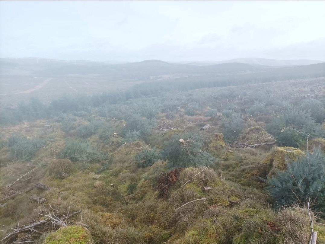 Mglisty krajobraz po wycince drzew iglastych. Widoczne pnie, ścięte drzewa i młode sadzonki. W tle zalesione wzgórza spowite mgłą.