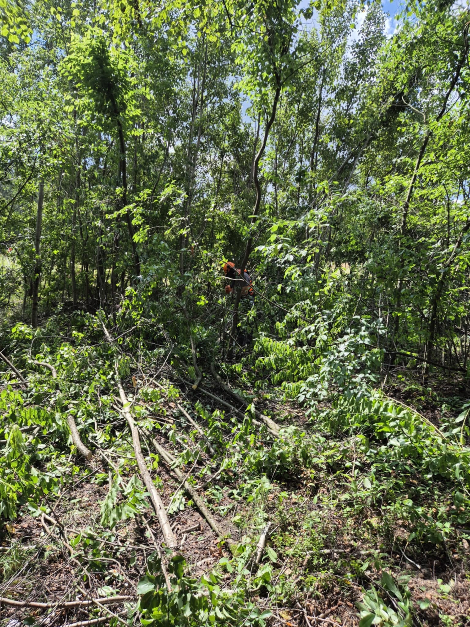 Teren po wycince drzew w Porębie. Widoczne ścięte gałęzie i pnie drzew. W tle, częściowo widoczna osoba w kasku, prawdopodobnie pracownik firmy.