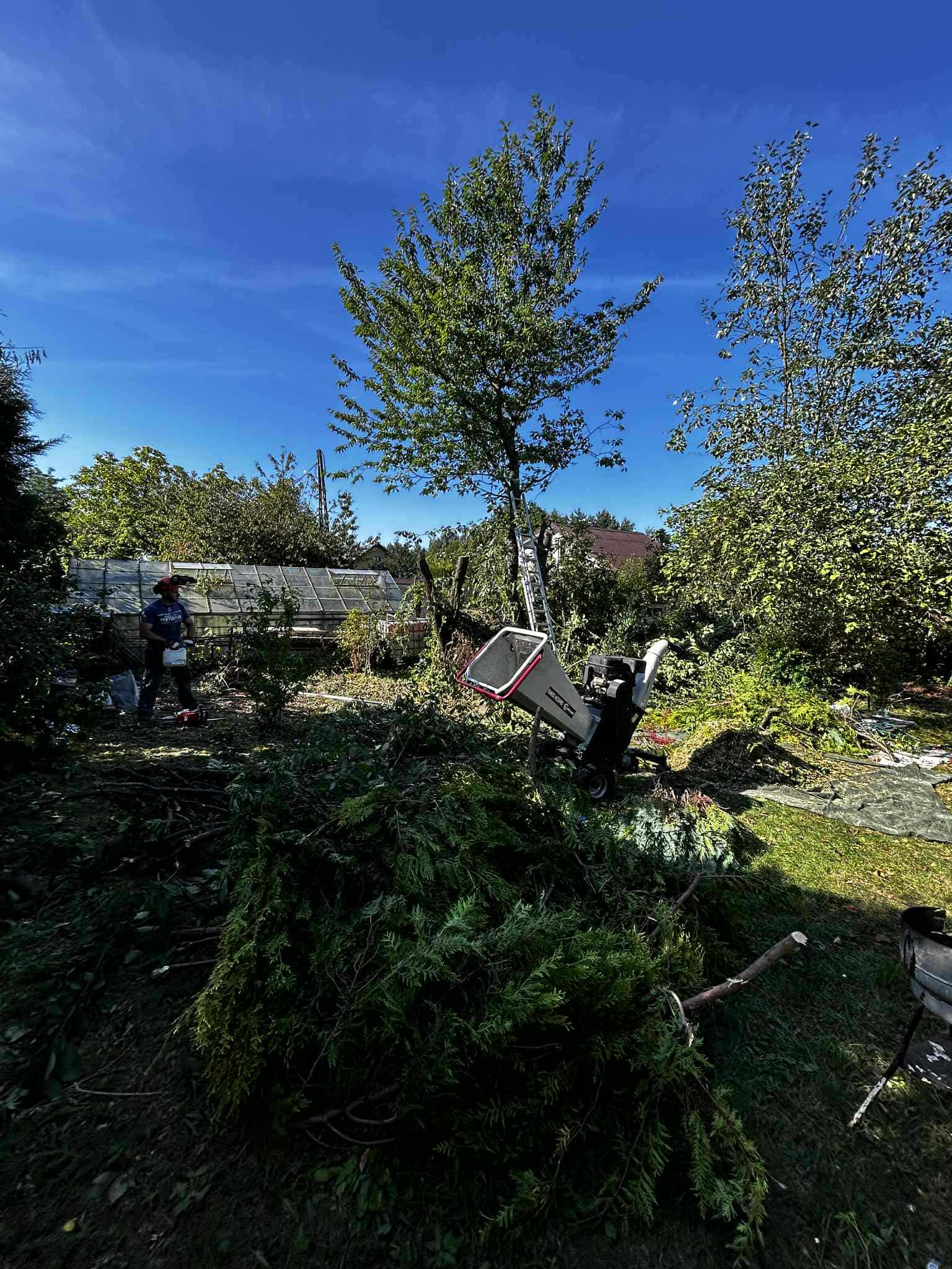 Po wycince: sterta gałęzi, rozdrabniacz, drabina oparta o drzewo, pracownik z piłą w tle, szklarnia i błękitne niebo. Porządkowanie terenu po wycince drzew.