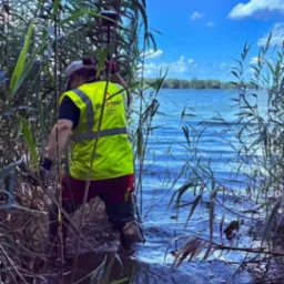 Osoba w odblaskowej kamizelce, brodząc w wodzie z wysoką roślinnością, prawdopodobnie wykonuje pomiary geodezyjne w trudnym terenie wodnym.