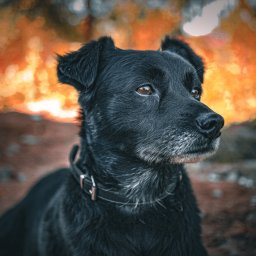 Patryk Fijołek - Portret czarnego psa z obrożą, zamyślony wzrok, Chłopiny. Tło rozmyte, jesienne kolory. Wyraźne detale sierści i skórzanej obroży. Ujęcie z bliska, naturalne światło.