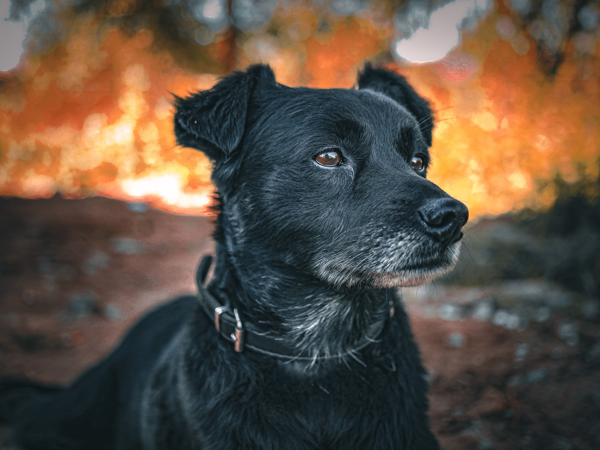Portret czarnego psa z obrożą, zamyślony wzrok, Chłopiny. Tło rozmyte, jesienne kolory. Wyraźne detale sierści i skórzanej obroży. Ujęcie z bliska, naturalne światło.