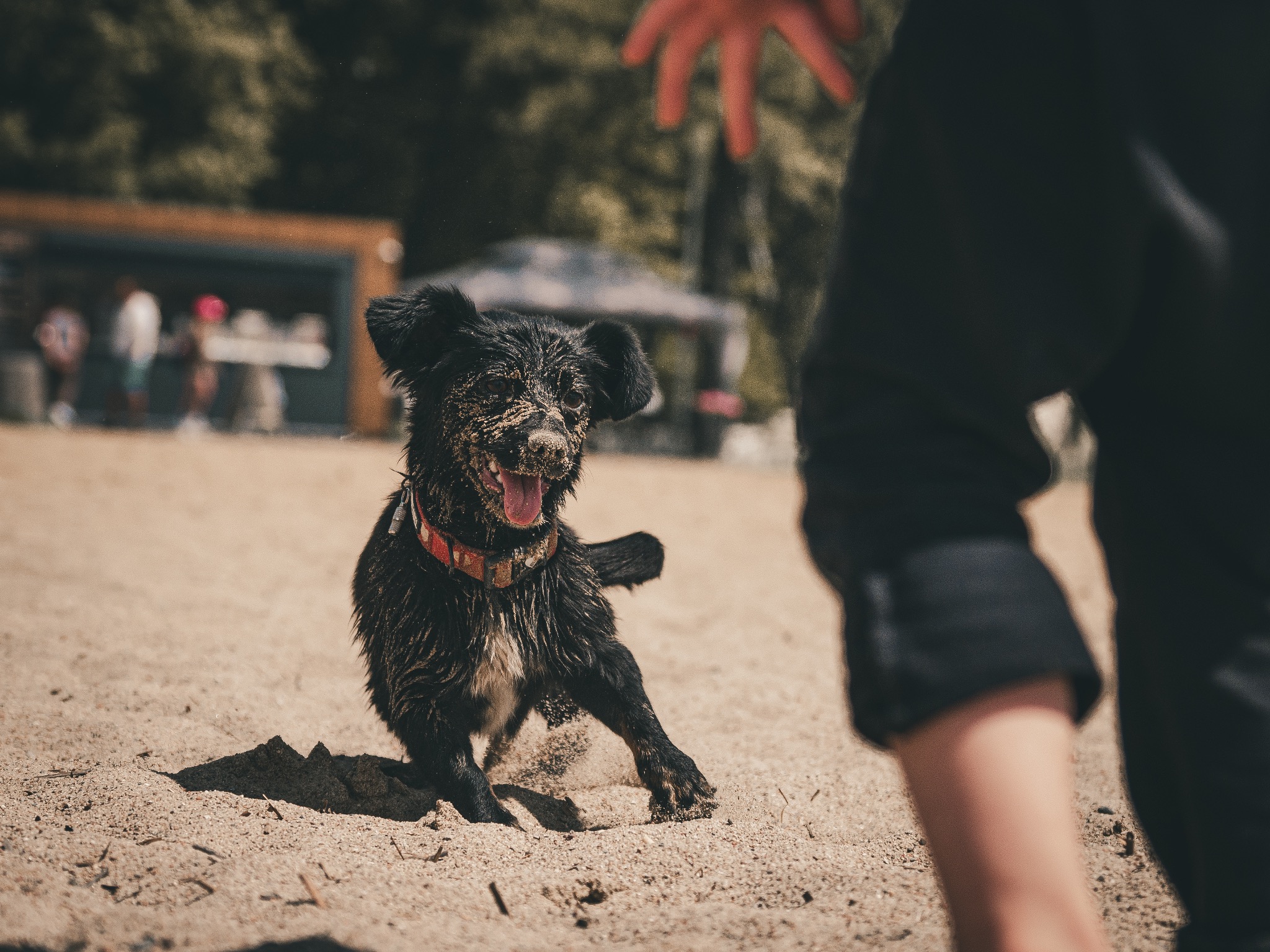 Radosny, czarny pies z czerwonym obrożą, pokryty piaskiem, skacze na plaży w kierunku wyciągniętej ręki. W tle widoczne osoby i budynek.