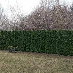 Wykonanie przycięcia i wyrównania 155 tui.