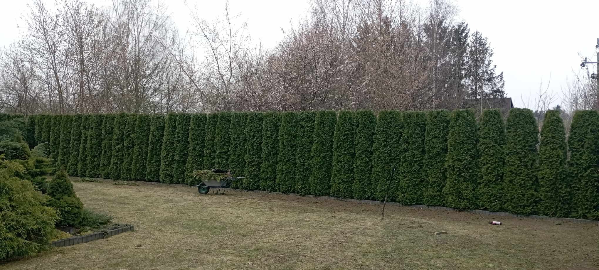 Wykonanie przycięcia i wyrównania 155 tui.