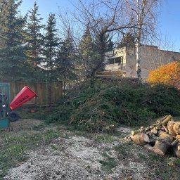 Wycinka drzew Kłecko 2