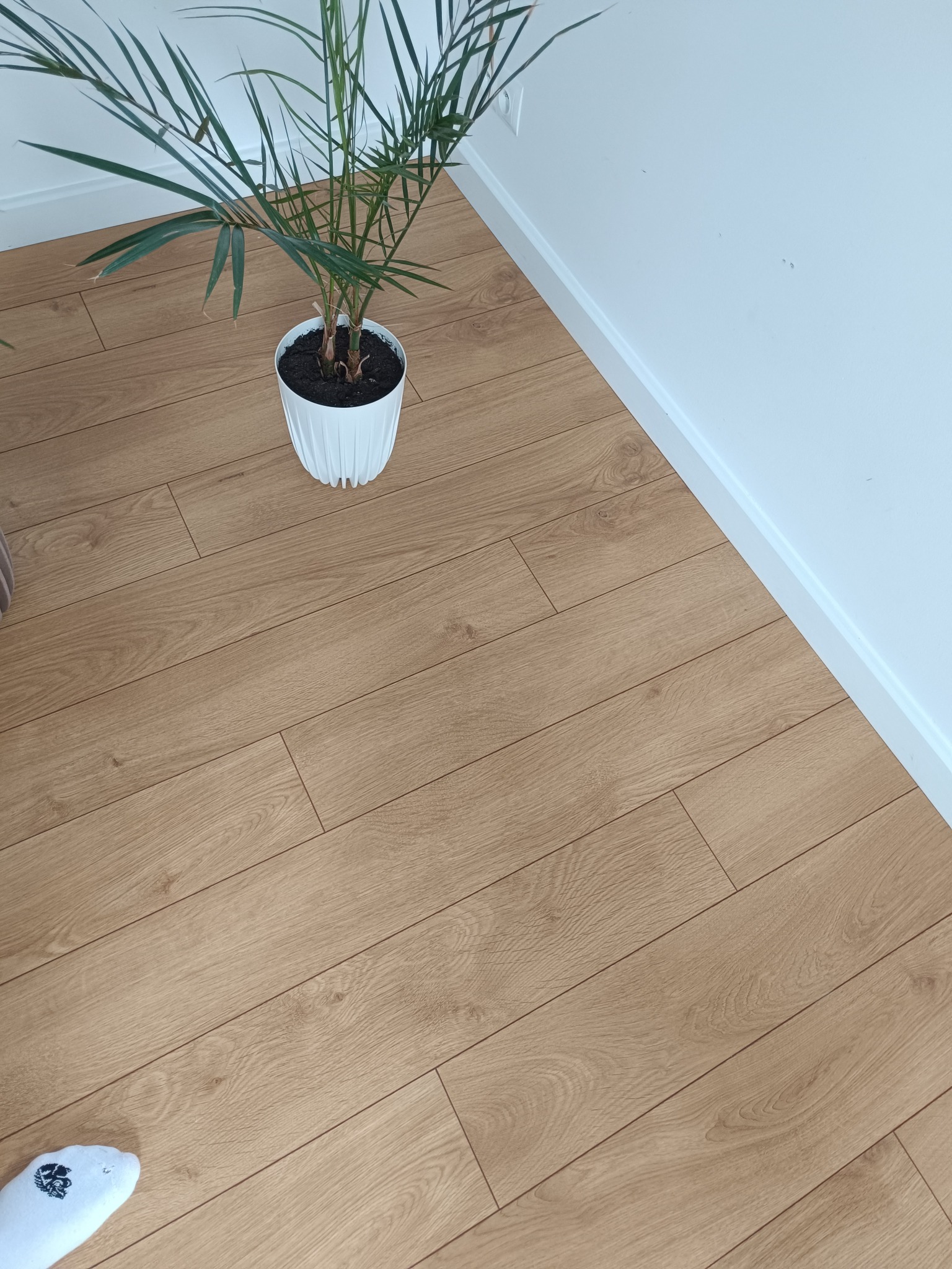 Jasne panele podłogowe ułożone w jodełkę, biała listwa przypodłogowa, doniczka z zieloną rośliną. Ujęcie z góry, widoczny fragment stopy w skarpetce.