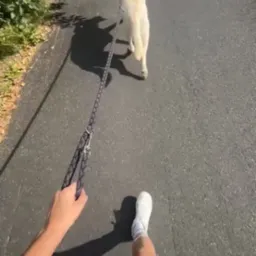 Osoba na spacerze z psem rasy Golden Retriever na smyczy po asfaltowej ścieżce w słoneczny dzień. Widok z perspektywy pierwszej osoby, skupiony na psie i smyczy.