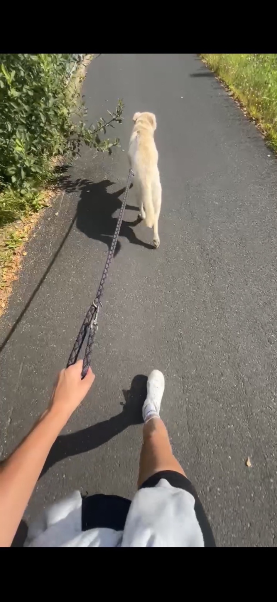 Osoba na spacerze z psem rasy Golden Retriever na smyczy po asfaltowej ścieżce w słoneczny dzień. Widok z perspektywy pierwszej osoby, skupiony na psie i smyczy.