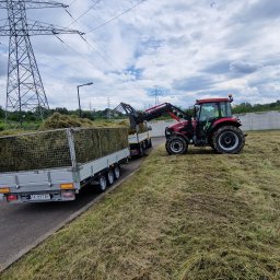 Wycinka drzew Kielce 2