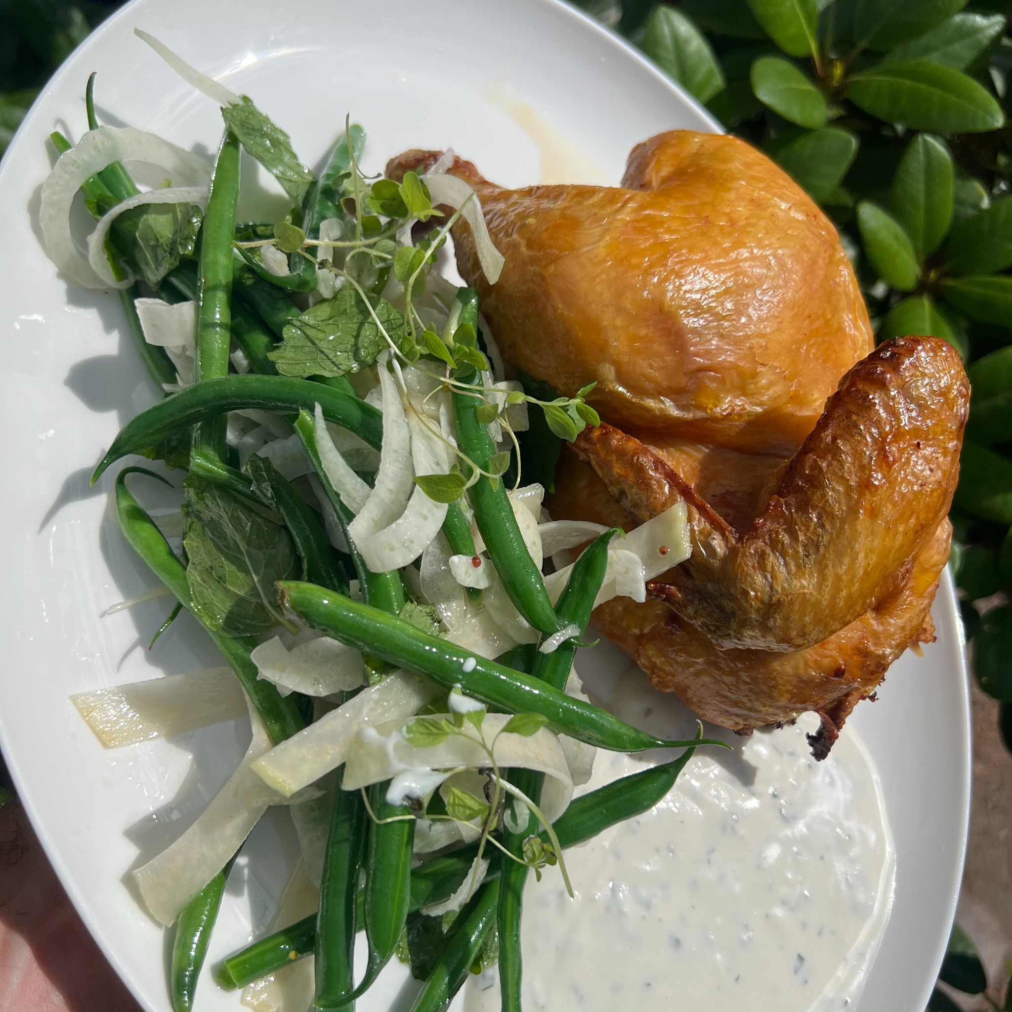 Wykwintne danie: pieczony kurczak z zieloną fasolką, fenkułem i sosem na białym talerzu, z zielenią w tle. Elegancka kompozycja kulinarna.