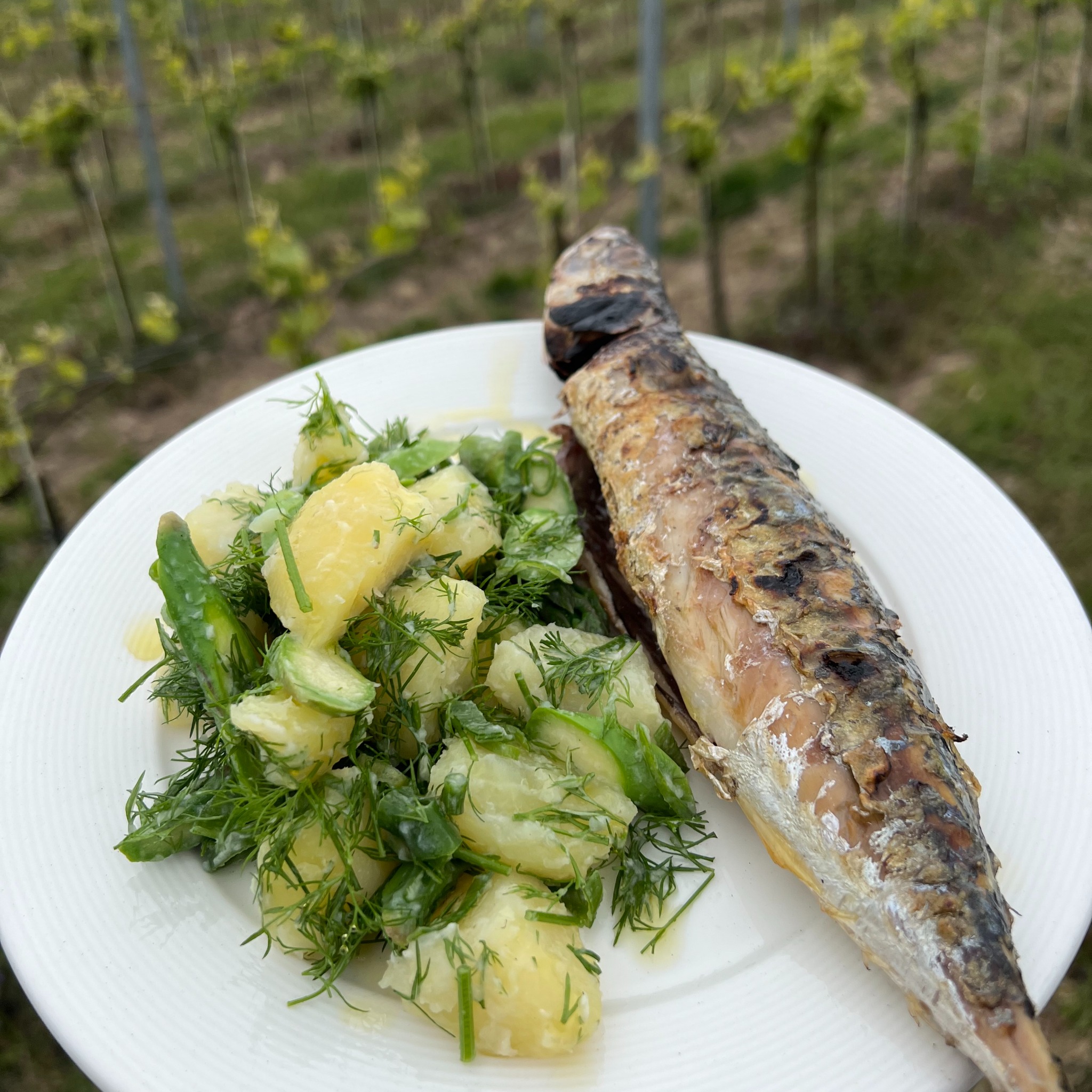 Grillowana makrela z sałatką ziemniaczaną i koperkiem na białym talerzu, w tle winnica. Danie gotowe do serwowania, świeże składniki.
