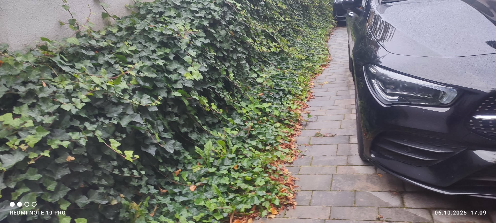 Ściana porośnięta bluszczem, oddzielająca chodnik z kostki od zaparkowanego, czarnego samochodu. Jesienne liście na chodniku.