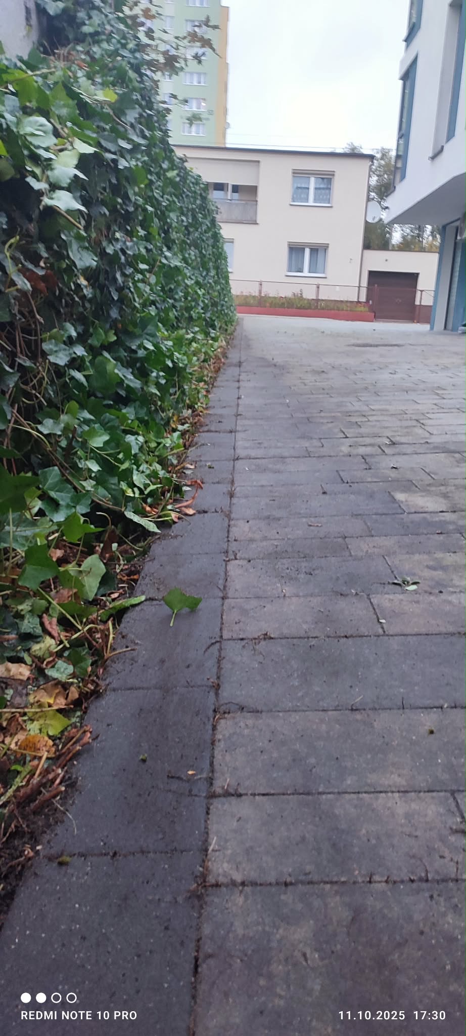 Równy, zielony żywopłot z bluszczu oddziela chodnik z kostki brukowej od budynków w tle. Widoczne pojedyncze liście na kostce.