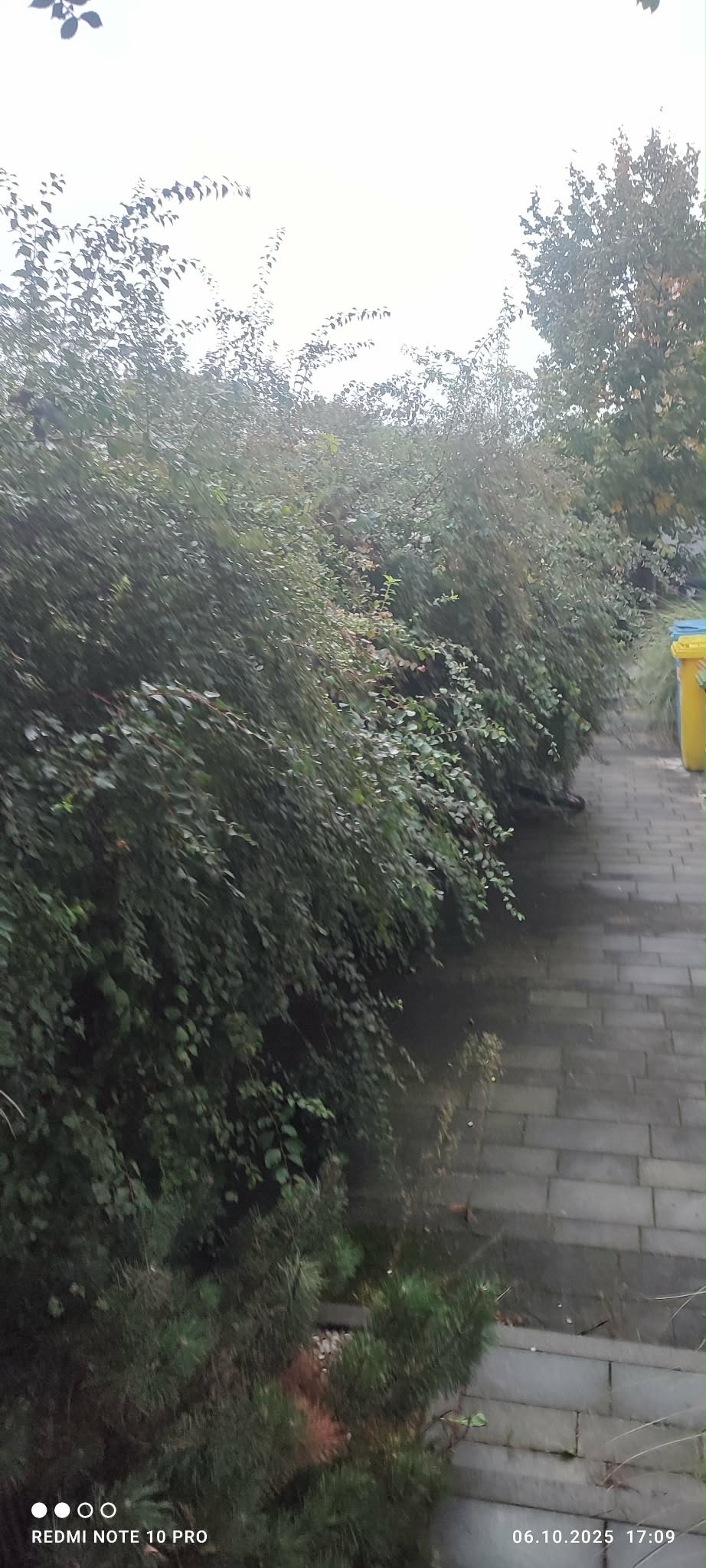 Długi, gęsty żywopłot z drobnymi liśćmi, ciągnący się wzdłuż kamiennej ścieżki. W tle widoczny fragment drzewa i żółty pojemnik na śmieci. Pochmurny dzień.