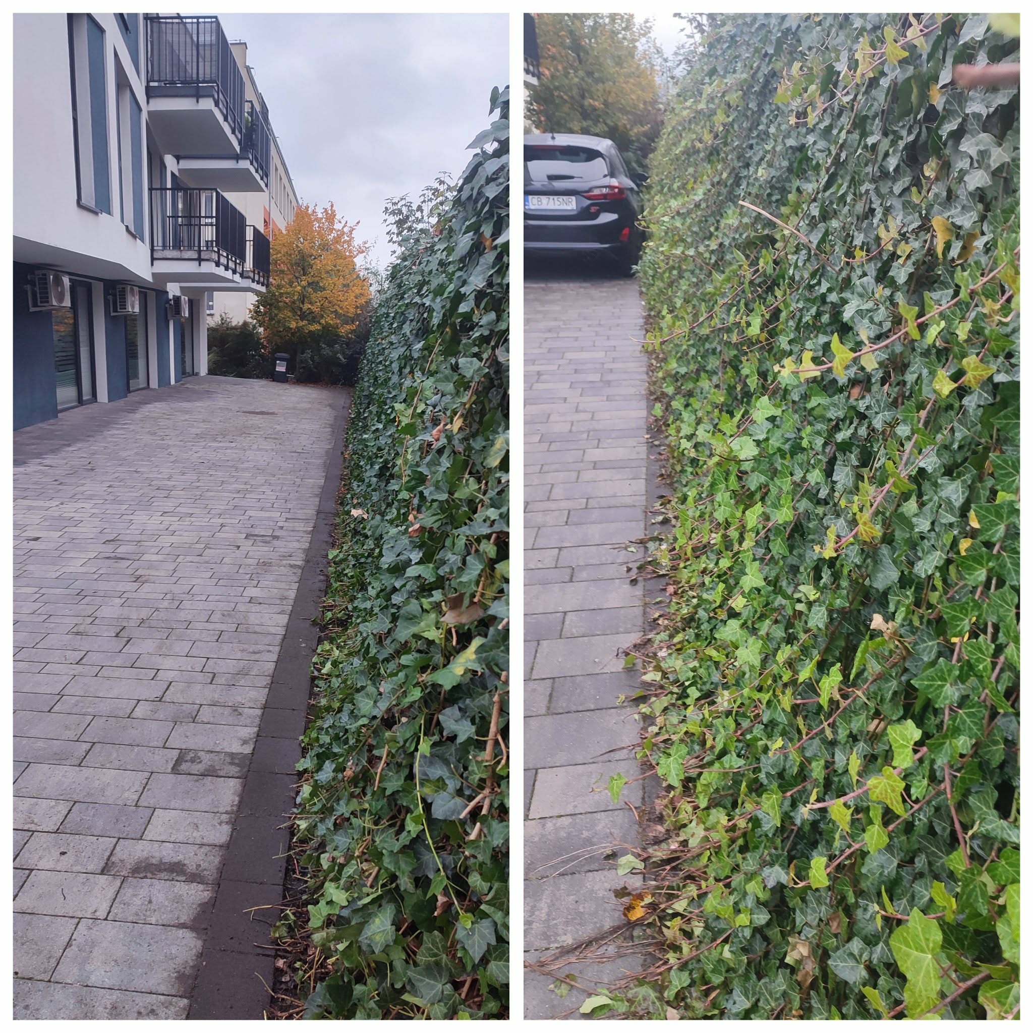 Porównanie stanu żywopłotu z bluszczu przed i po pielęgnacji, widoczne przycięte pędy na chodniku. W tle budynek mieszkalny i zaparkowany samochód.