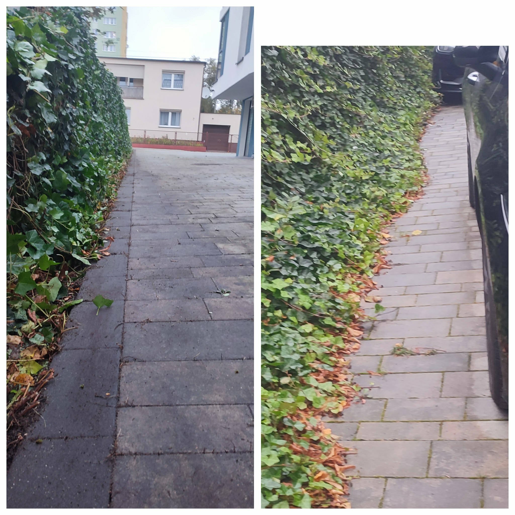 Porównanie stanu chodnika przed i po usunięciu zabrudzeń i liści, z widoczną ścianą zieleni po obu stronach. Efekt czystości i porządku.