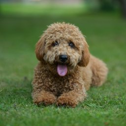 Klaudia Pociask Fotografia - Portret uroczej, beżowej pudlicy w pozycji leżącej na soczystej, zielonej trawie. Pies z wystawionym językiem patrzy w obiektyw, tło rozmyte.
