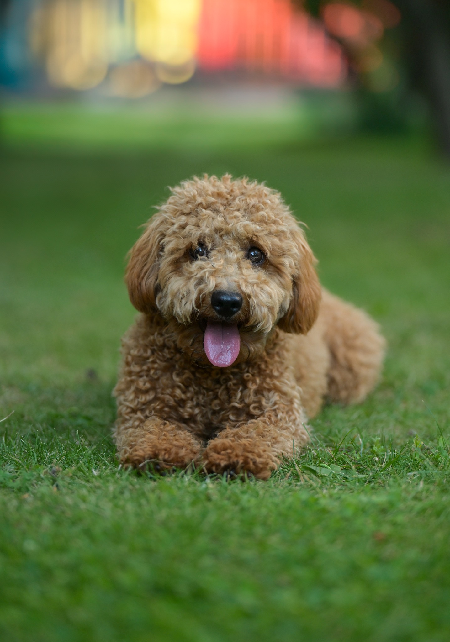 Portret uroczej, beżowej pudlicy w pozycji leżącej na soczystej, zielonej trawie. Pies z wystawionym językiem patrzy w obiektyw, tło rozmyte.
