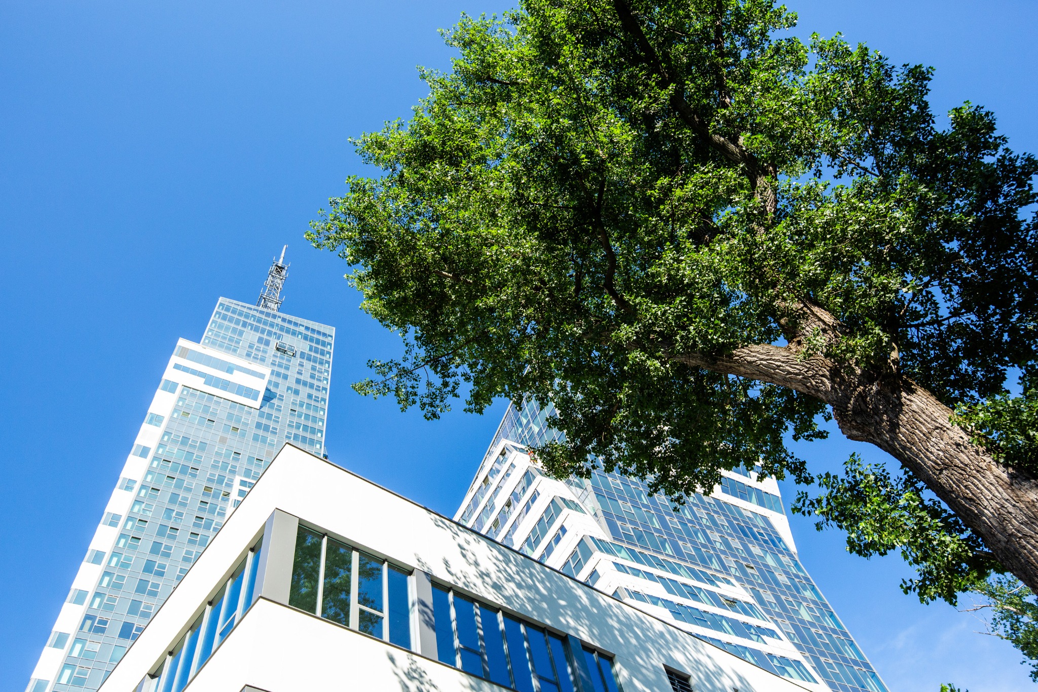 Nowoczesny budynek biurowy z zielonym drzewem na pierwszym planie, widziany z dołu pod ostrym kątem w słoneczny dzień.