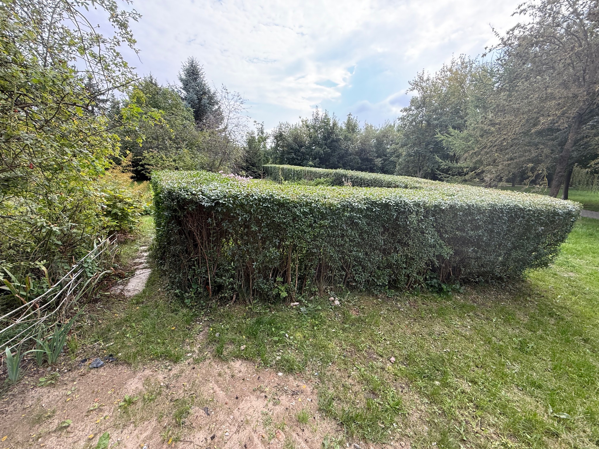 Kwadratowy, równo przycięty żywopłot z zielonych krzewów otoczony trawnikiem i drzewami w ogrodzie. Kamienna ścieżka prowadzi wzdłuż żywopłotu.