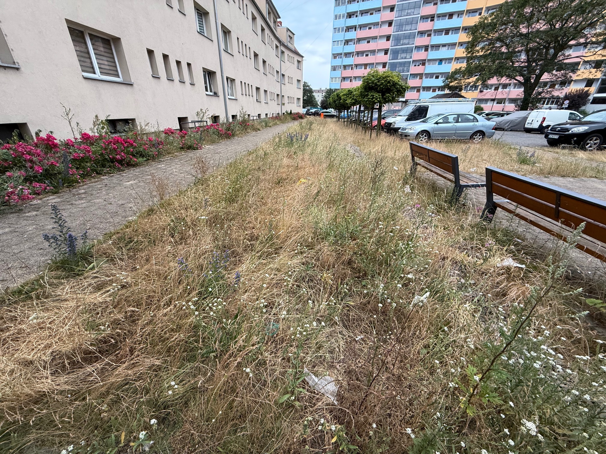 Zaniedbany teren zielony z suchą trawą i śmieciami, widok na budynki mieszkalne i zaparkowane samochody. Ławki parkowe w tle.