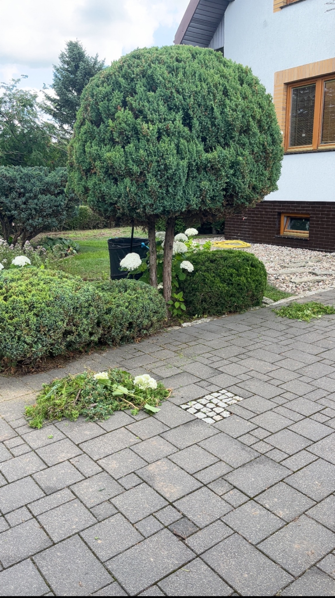 Kształtne drzewo po przycięciu z widocznymi gałęziami na brukowanym chodniku, obok krzewy i kwiaty hortensji, kosz na ścinki w tle.