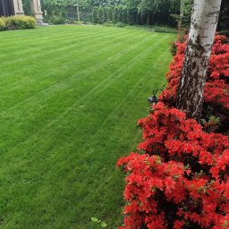 MateoGarden - Zadbany trawnik z pasami po koszeniu, obok rabata z czerwonymi kwiatami i brzoza. W tle widoczny dom z ogrodem. Oświetlenie ogrodowe.