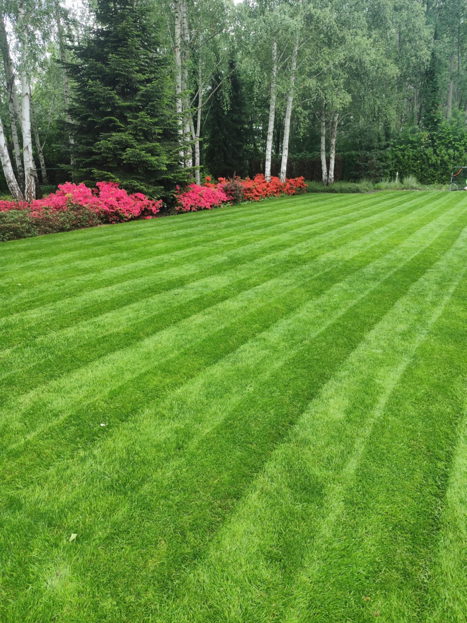 Perfekcyjnie skoszony trawnik z równymi pasami, z tyłu rabata z czerwonymi kwiatami i brzozy. Widok na zadbany ogród.
