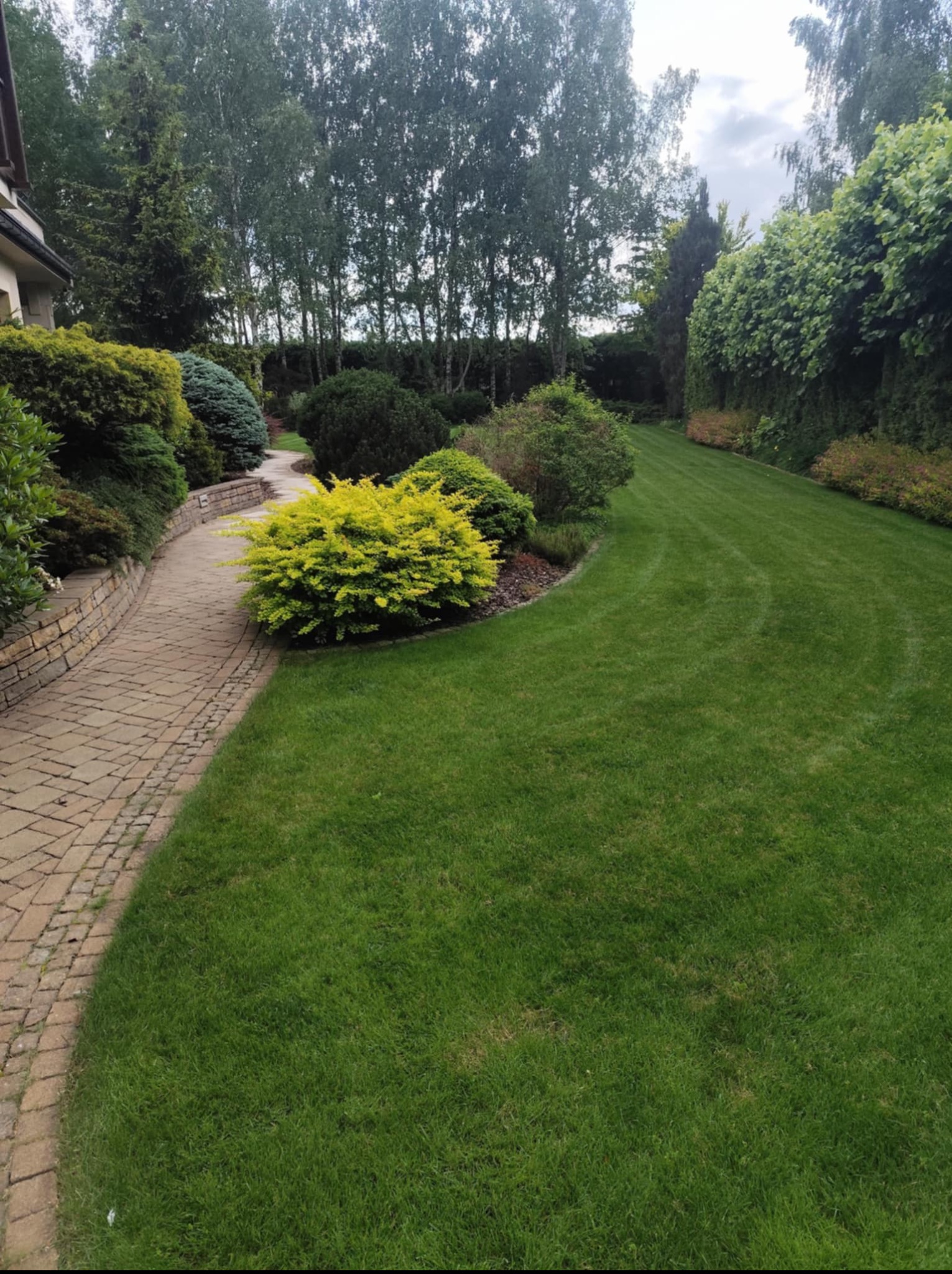 Zadbany ogród z równo przystrzyżonym trawnikiem, krzewami ozdobnymi i ścieżką z kostki brukowej. Widoczne ślady po koszeniu trawy. Estetyczne zagospodarowanie przestrzeni.
