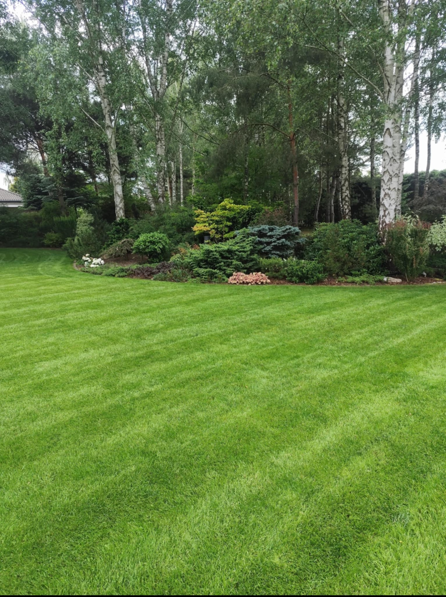 Zadbany trawnik z wyraźnymi pasami po koszeniu, otoczony rabatami kwiatowymi i drzewami liściastymi. Widok na zielony ogród z równo przystrzyżoną trawą.