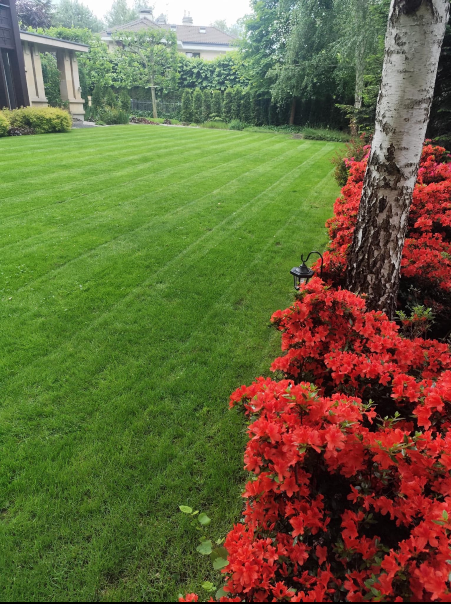 Zadbany trawnik z pasami po koszeniu, obok rabata z czerwonymi kwiatami i brzoza. W tle widoczny dom z ogrodem. Oświetlenie ogrodowe.