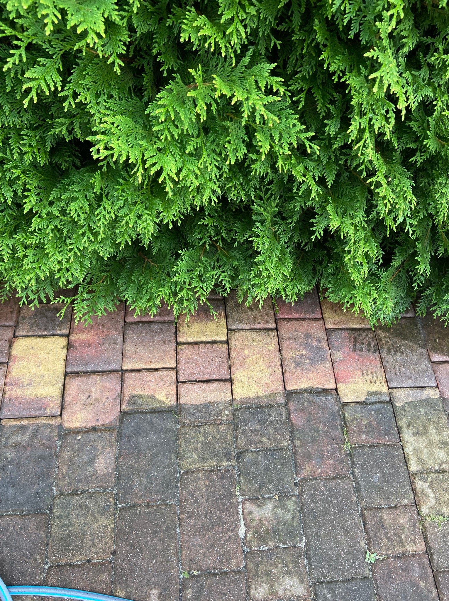 Częściowo umyta kostka brukowa z zielonymi krzewami w tle, widoczny fragment węża ogrodowego, różnica w czystości kostki brukowej.