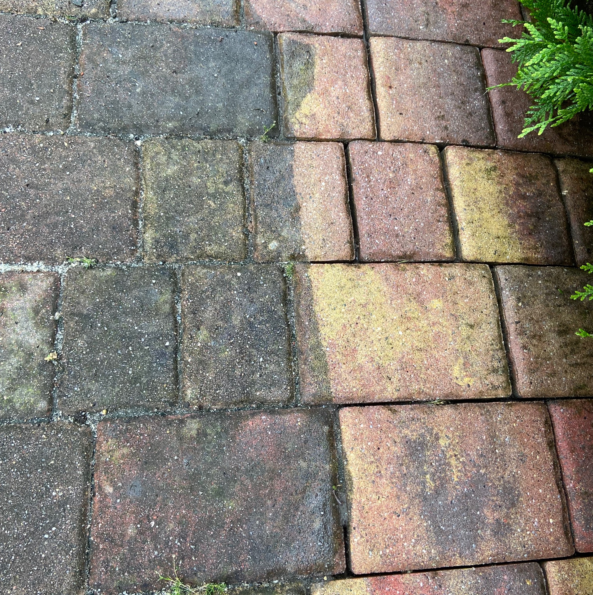 Częściowo wyczyszczona kostka brukowa z mchem, ukazująca różnicę między brudną, szarą powierzchnią a czystą, czerwonobrązową. Fragment roślinności w prawym górnym rogu.