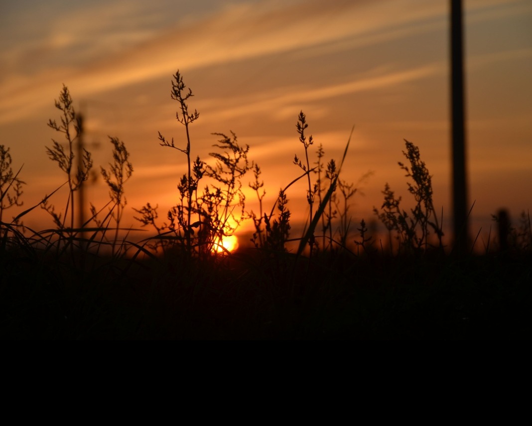 Sylwetki traw na tle pomarańczowego zachodu słońca, uchwycone z niskiego kąta, z delikatnymi smugami chmur na niebie i słupem w tle.