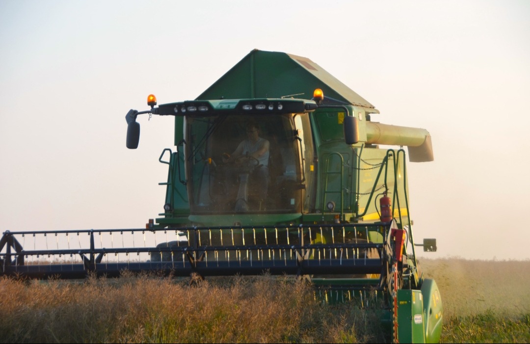 Zielony kombajn zbożowy w trakcie żniw na polu, widok z przodu, oświetlenie zachodzącego słońca, kabina z operatorem, maszyna rolnicza w akcji.