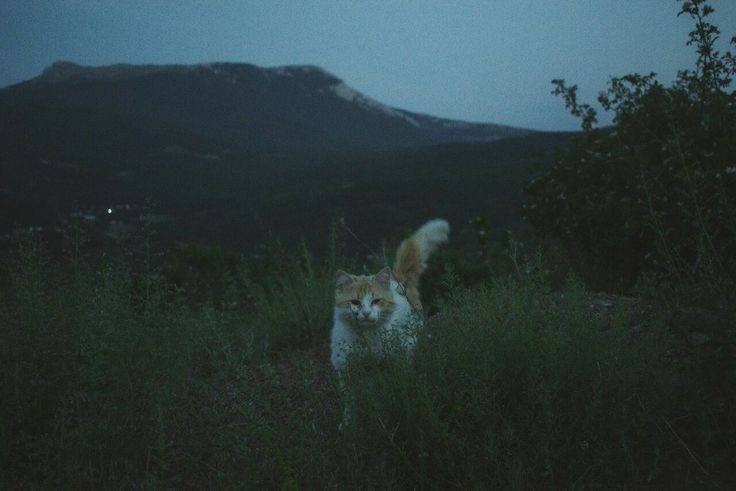Kot rudy w trawie na tle ciemnego krajobrazu z górą, sfotografowany o zmierzchu. Niska ekspozycja, naturalne światło, spokojna sceneria.