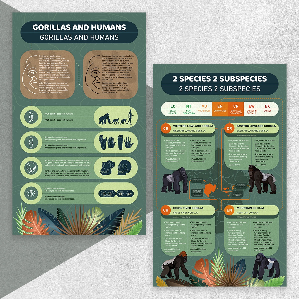 Infografika porównująca goryle i ludzi: genetyka, budowa ciała, podgatunki. Zawiera ilustracje, dane statystyczne i opisy różnych cech goryli i ludzi.