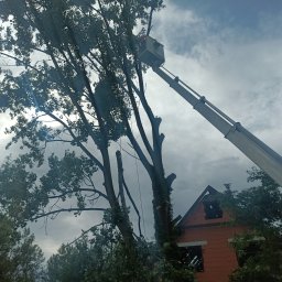 Wycinka drzew Kożuchów 3