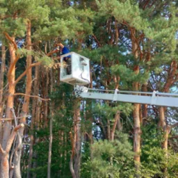 Pracownik w koszu podnośnika teleskopowego tnie gałęzie wysokiego drzewa. W tle widoczny las, niektóre drzewa już po cięciu. Słoneczny dzień.