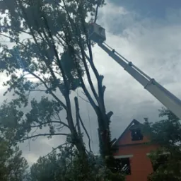 Wysięgnik koszowy przy częściowo wyciętym drzewie blisko budynku w trakcie prac ogrodniczych. Widoczne obcięte gałęzie i pochmurne niebo.